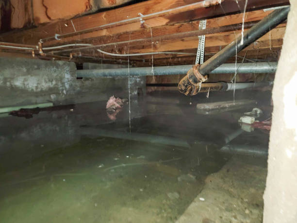 Best Professional water damage repair  in Monroe, GA